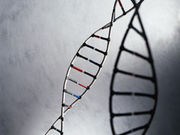 A genetic risk score can distinguish type 1 diabetes from type 2 diabetes
