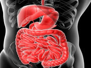 Metformin appears to trigger favorable changes in intestinal bacteria