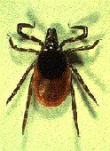 The same ticks that spread Lyme disease may also carry a rarer bacteria