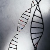 A majority of Americans taking part in a new poll said they'd be interested in genetic testing to see if they or their children are at risk for serious illnesses. The findings were published online March 6 in <i>Public Health Genomics</i>.