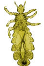 Most lice populations have point mutations that are linked to pyrethroid resistance