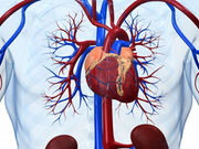 The addition of lixisenatide to usual care does not impact the rate of major cardiovascular events or other serious adverse events among patients with type 2 diabetes and a recent acute coronary syndrome