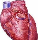 Use of nonsteroidal anti-inflammatories (NSAIDs) may raise the risk for myocardial infarction (MI)