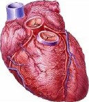A new method for delivering stem cells to damaged heart muscle has shown early promise in treating severe heart failure