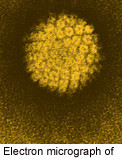 Human papillomavirus type 16 seropositivity is relatively common before anal cancer diagnosis