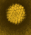 Males benefit indirectly when girls are immunized against human papillomavirus