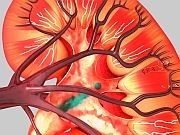 New research from South Africa suggests that HIV may not be a barrier for kidney transplants between people infected with the virus. The study appears in the Feb. 12 issue of the New England Journal of Medicine.