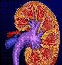 Mild hypothermia could improve the functioning of kidneys in transplants from deceased donors
