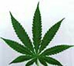 Medical marijuana users don't appear to increase their risk for drug or alcohol abuse if they also take prescription pain medications