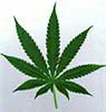 A potentially hazardous form of marijuana use called 