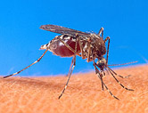 The mosquito-borne chikungunya virus causes joint pain and swelling similar to rheumatoid arthritis
