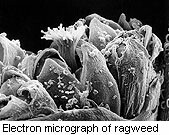 Pollen-derived adenosine is an important element in ragweed pollen-induced allergic airway inflammation