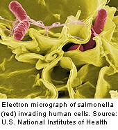 Resistance to commonly used antimicrobials is increasing in <i>Salmonella</i> and <i>Campylobacter</i>