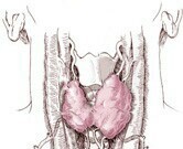 Benign thyroid nodules are common