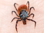 About 23 percent of ticks from Texas carry bacterial DNA from at least one of the following: <i>Rickettsia</i>