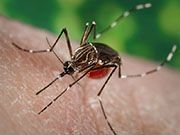 Experiments in mosquitoes suggest that bacteria may help curb the spread of the Zika virus