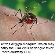Prior exposure to the dengue fever virus may increase the severity of Zika virus infection
