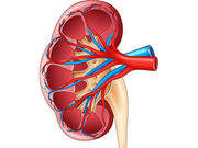 Chronic kidney disease has an adverse effect on digestive function