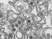 Infection with the Zika virus may protect against future infection