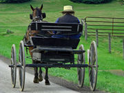 The Amish environment seems to provide protection against asthma and allergic sensitization