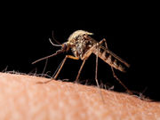 Another mosquito-borne virus may be starting to circulate in the Caribbean