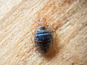 Some bed bugs are showing early signs of resistance to two widely used insecticides