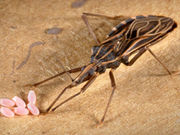 Chagas disease
