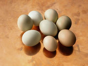 Early introduction of eggs is associated with improved growth in young children