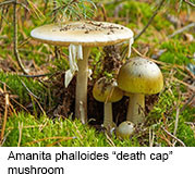 A bumper crop of Amanita phalloides ("death cap") mushrooms in northern California is likely to blame for the poisonings of 14 people in December
