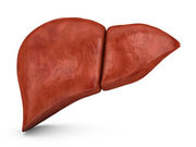 In non-alcoholic fatty liver disease
