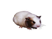 Three cases of community-acquired pneumonia involving Chlamydia caviae after exposure to ill guinea pigs have been described