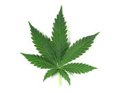 There are no significant associations between current or past self-reported marijuana use and measures of kidney function
