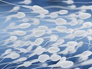 Spermatogenesis occurs in most men with testicular cancer