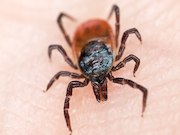 Vectorborne diseases represent an increasing problem in the United States