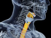 Airway bioengineering appears feasible for tracheal and bronchial reconstruction