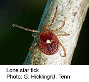 Red meat allergy caused by a bite from the lone star tick appears to be on the rise in the United States