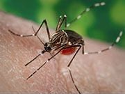 Interim guidance recommends that men with possible Zika virus infection wait three months before trying to conceive or engaging in unprotected sex