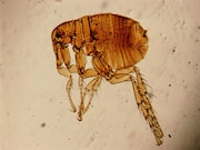 An outbreak of flea-borne typhus in Los Angeles County has so far resulted in 57 cases