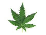 Among 10th-grade students using cannabis