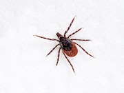 Rising temperatures are expected to increase the number of cases of Lyme disease in the United States by more than 20 percent by midcentury