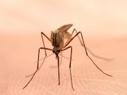 The drug artesunate -- the World Health Organization-recommended first-line treatment for severe malaria -- will become the first-line treatment for severe malaria in the United States