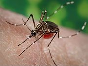The dengue vaccine Dengvaxia has been approved by the U.S. Food and Drug Administration for use in the U.S. territories of American Samoa