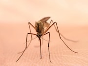 There is an increased risk for a mosquito-borne virus that causes brain infection and swelling