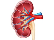 Renal pelvis dilatation at the fetal anomaly scan and persistent dilatation in later pregnancy or postpartum is associated with an increased risk for hospital admission in early childhood