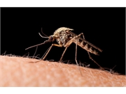 Dengue virus infection is associated with an increased risk for leukemia