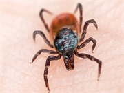 Parents are more concerned about diseases from tick bites than from mosquito bites