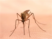 Confirmation of an 11th case of dengue fever in the Florida Keys was announced Tuesday by state health officials.