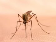 Some Michigan residents are being told to stay indoors after dark and protect themselves from mosquito bites as the state tries to contain the spread of the rare but potentially deadly mosquito-borne disease Eastern equine encephalitis.
