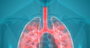Human Respiratory System Anatomy