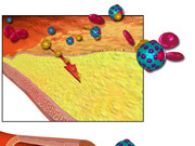 Duration of Hyperlipidemia in 30s/40s Impacts CHD Risk People at age 55 who've lived with 11 to 20 years of high cholesterol show double the risk of coronary heart disease compared to people who age with only one to 10 years of high cholesterol